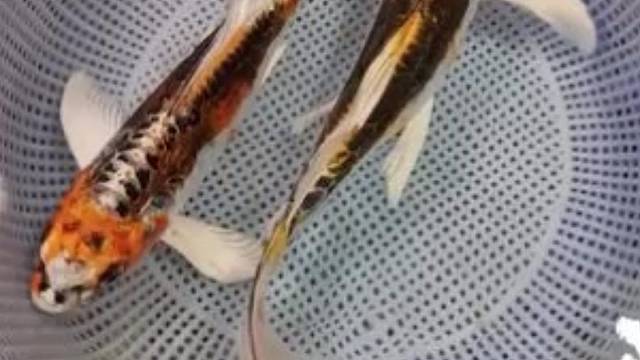 二龙滕飞#宠物#观赏鱼#萌宠#万物皆有灵性#好运