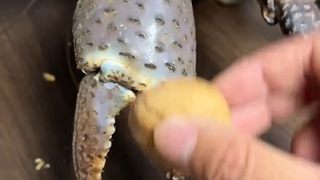 螃蟹：只要我出力，就特[马]你有得吃