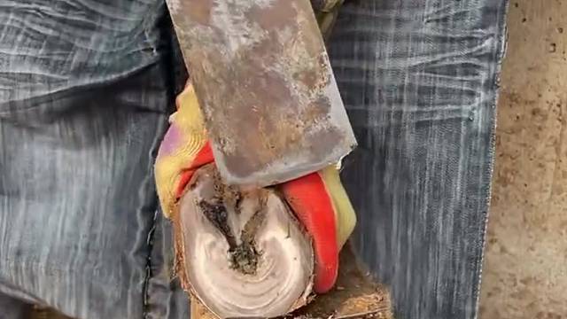 手艺人赵师傅给毛驴修蹄美甲，过程舒适解压