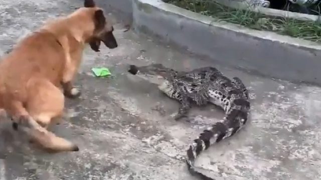 面对绑住嘴巴的鳄鱼，狗狗越战越勇