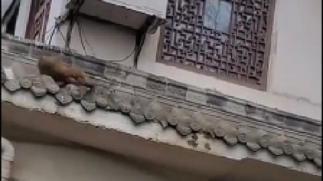 贪玩的猴子爬山居民楼被电，把大妈急得差点哭了