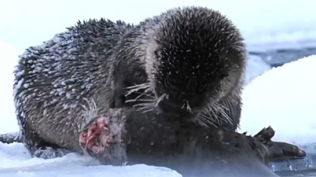 水獭同类相食