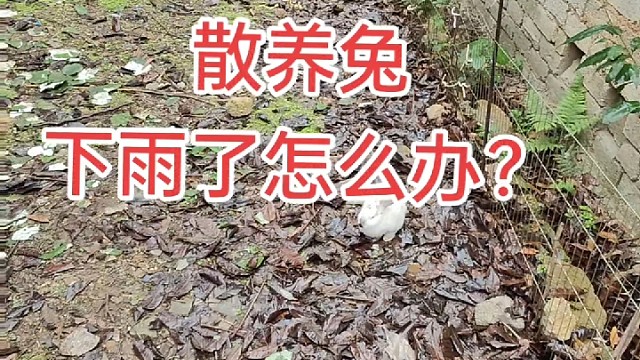 16年了，散养兔没见过谁一次性能出1000只商品兔的，自己笼养户1000多位！