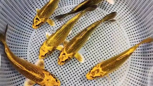 日系古黄金#观赏鱼#水族#锦鲤#鱼