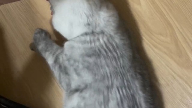 猫猫都飞机耳了，应该是真的疼