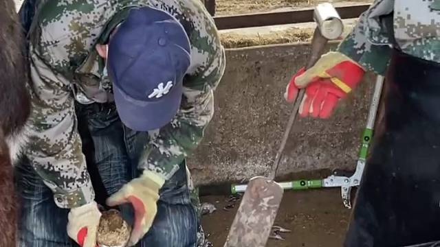 老师傅手法干脆利落，驴蹄修得干净漂亮，看着解压