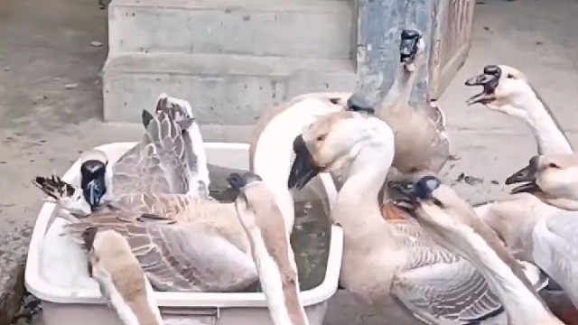 两个犟拐拐！真的是[费解]