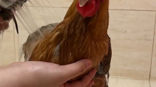 公鸡下蛋哈哈哈