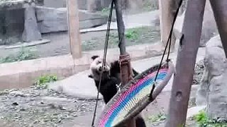 熊猫和摇椅发生矛盾！！！