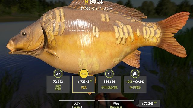 星镜鲤（下饭蓝）