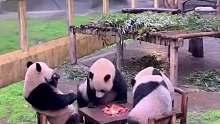 四只大熊猫坐一起“围炉煮茶”，中间就差副麻将了