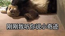 华盛顿动物园的小奇迹的确是人工受孕的，
小奇迹冬天吃冰块的确有点冷#大熊猫 #动物世界  #熊猫