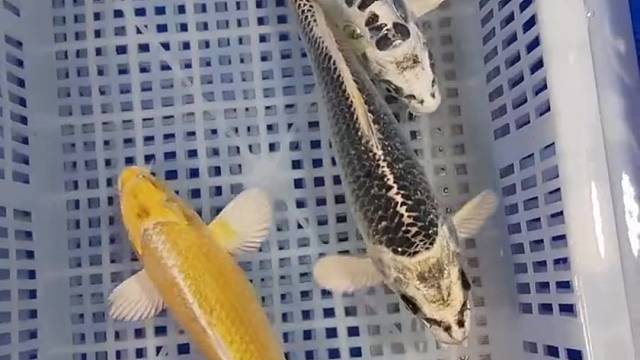 起运来财组合你有吗？大全#观赏鱼#宠物#水族