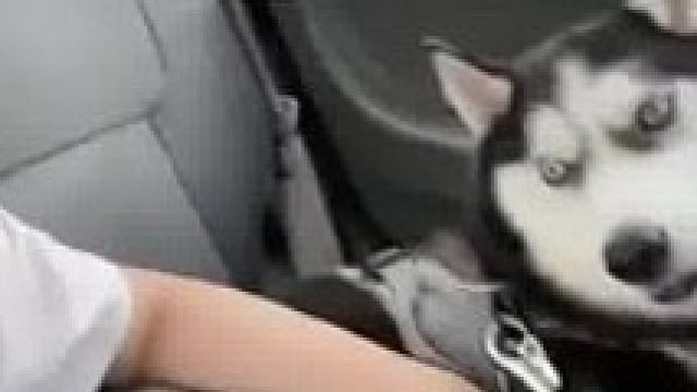 女子拼车竟然拼到哈士奇