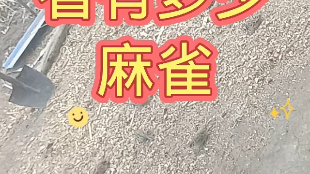 麻雀虽小，五脏俱全