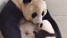熊猫宝宝喝母乳，太萌了
