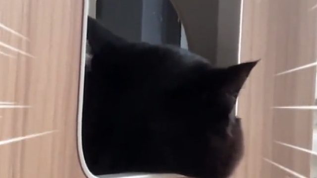 永远分不清小黑猫的“正反面”