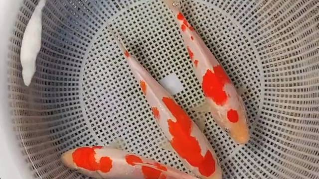 无美颜滤镜精品红白！#红白锦鲤#观赏鱼#观赏鱼世界#水族