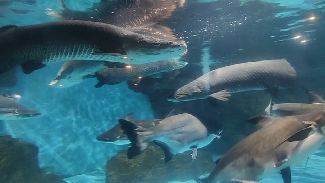 老挝媳妇，今年回来了