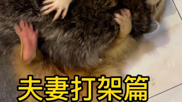 屡战屡败，屡败屡战