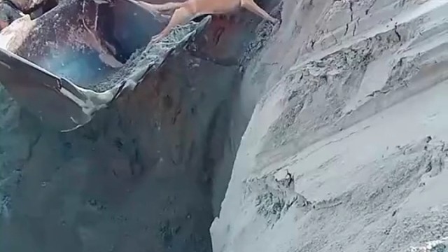 老老实实又爬进去了[允悲][允悲]