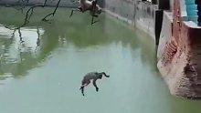 猴子竟然会潜水