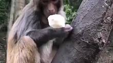 猴子享用冰棒