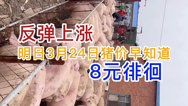 明日3月24日全国猪价早知道！猪价反弹上涨 8元徘徊#猪价最新行情 #养猪人 #自繁自养 #猪价行情