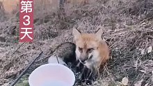 男子钓鱼偶然投喂讨食狐狸，结果狐狸连续5天原地等待男子