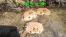 阿平赶海遇到了三只有趣的面包蟹，它们竟然在集合喷水比赛