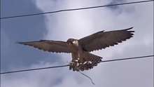 发现电线上有一只鸟，脚上的绳子缠住电线了，怎么样才能救它下来？