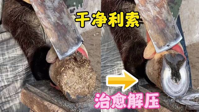 手艺人给滚蹄子的毛驴修蹄，驴蹄修得干净利索，看着非常治愈解压