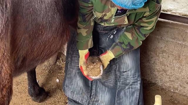 手艺人赵师傅给毛驴修蹄，新铲刀切驴蹄看着很解压