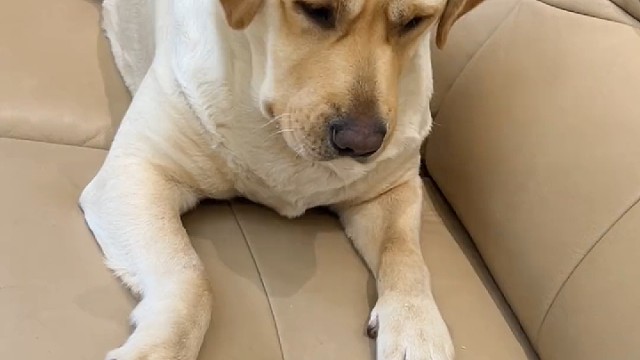 把狗惹急了。[允悲][允悲]