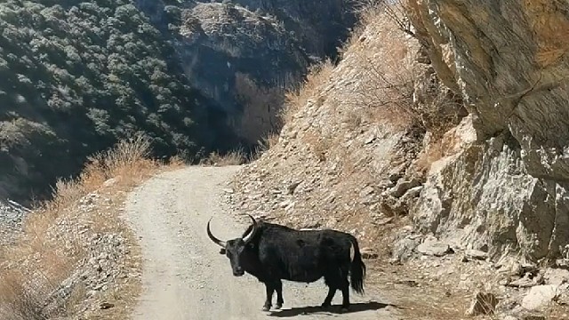 老牛:本地的？口音不对！