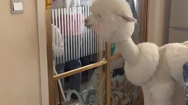 口水是不是很臭？[二哈]