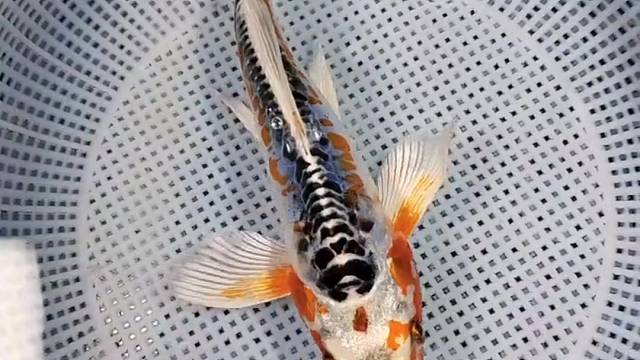 德系彩龙！#观赏鱼#水族#锦鲤#萌宠#龙