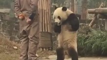 大熊猫蔓越莓生气叉腰与饲养员“理论”，网友：不是，咋还学会骂人了？