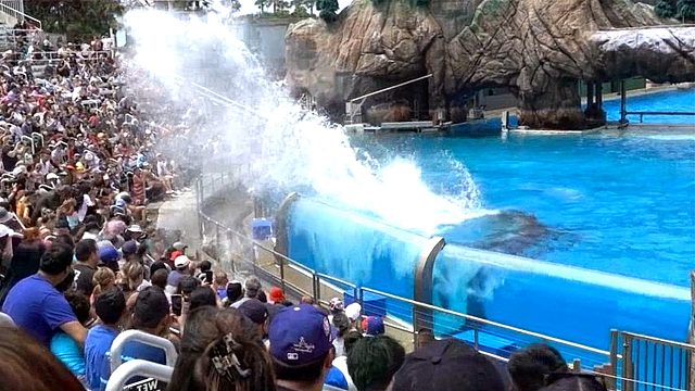 表演后不给奖励虎鲸怒了，在场上万观众集体遭殃