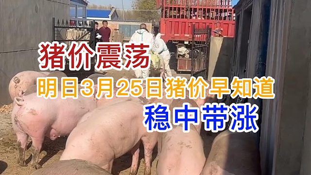 明日3月25日全国猪价早知道！猪价震荡调整 稳中带涨#养猪人  #猪价最新行情 #自繁自养 #育肥猪