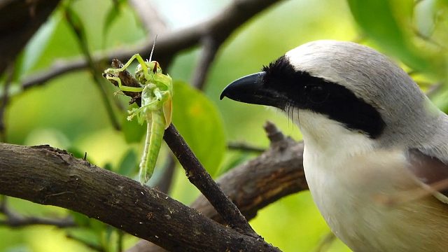 “鸟中屠夫”把猎物传成“肉串”高挂枝头！