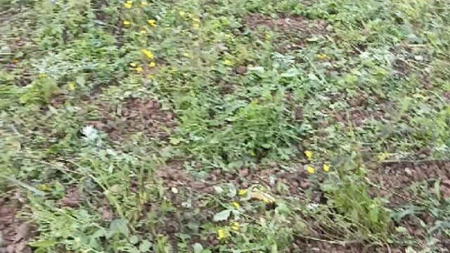 一个人的变形计