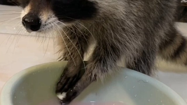 小浣熊洗棉花糖