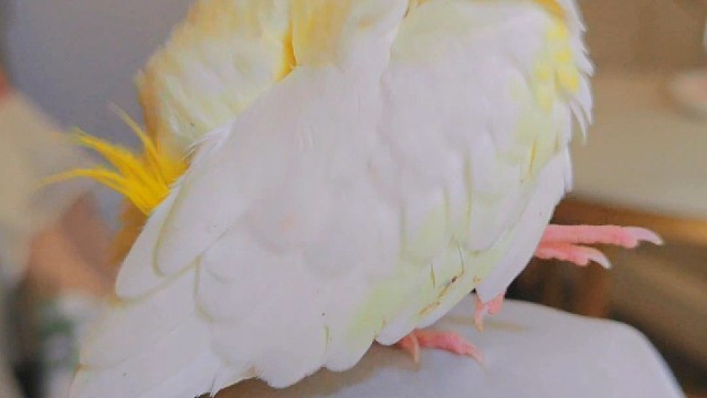 每日份快乐源泉——lu鸟