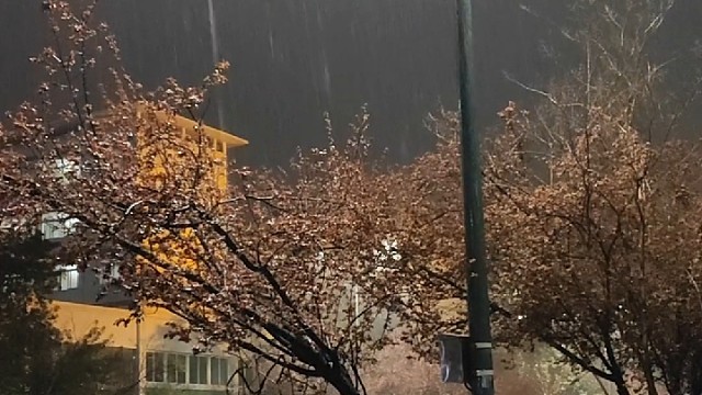 昨夜雨疏风骤浓睡不消残酒