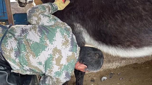 见过毛驴美甲吗？孙师傅给毛驴美甲，干净利索，非常解压