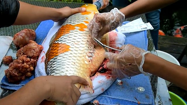 20斤宠物锦鲤长了巨型肿瘤，主人花上万元为鱼儿治疗！