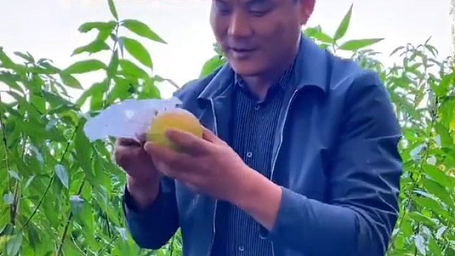 这梨子应该超好吃