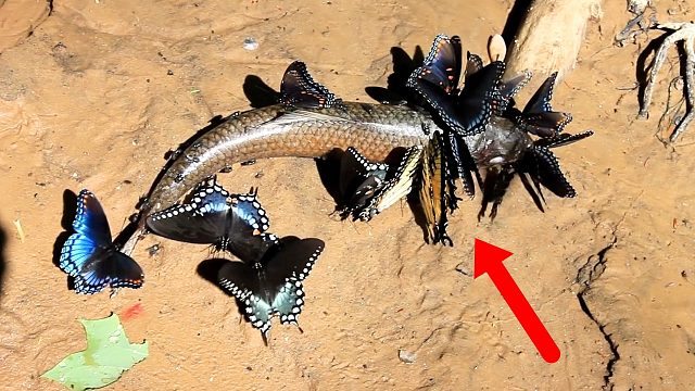 一群蝴蝶“包围”一条鱼，场面诧异