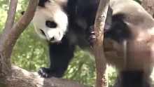 大熊猫也参加舞蹈集训了吧